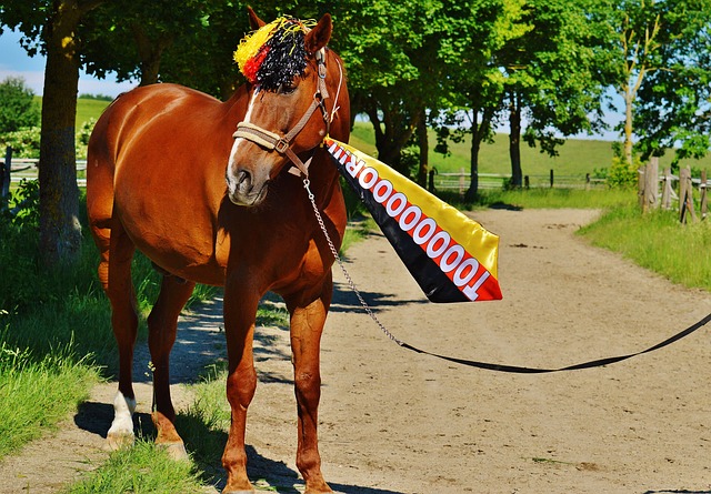 篮网的场均 篮网的场均
